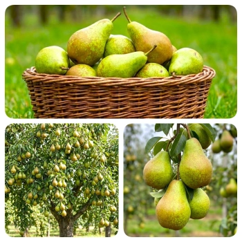 GRUSZA FAWORYTKA KLAPSA w DONICY królowa gruszek - sadzonki 50 / 80 cm